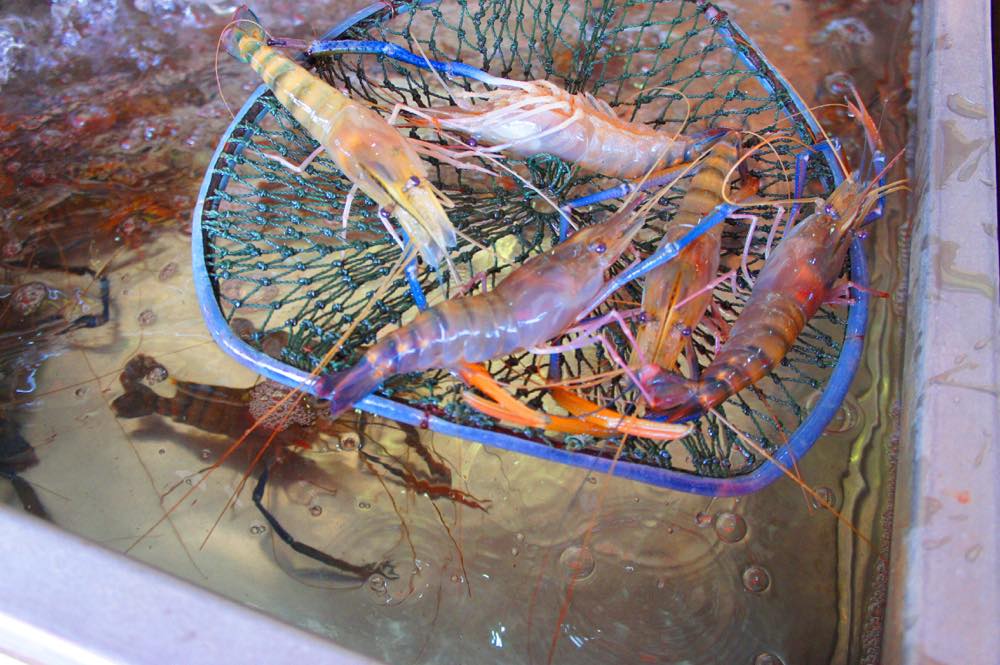 アユタヤ名物の手長海エビ